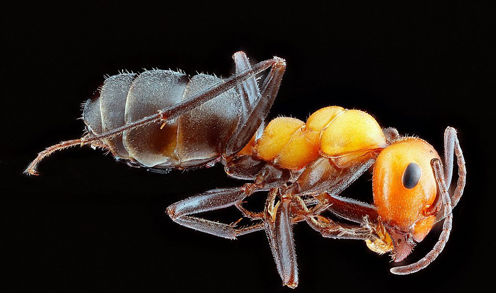 Ant Control service in Port Huron, MI