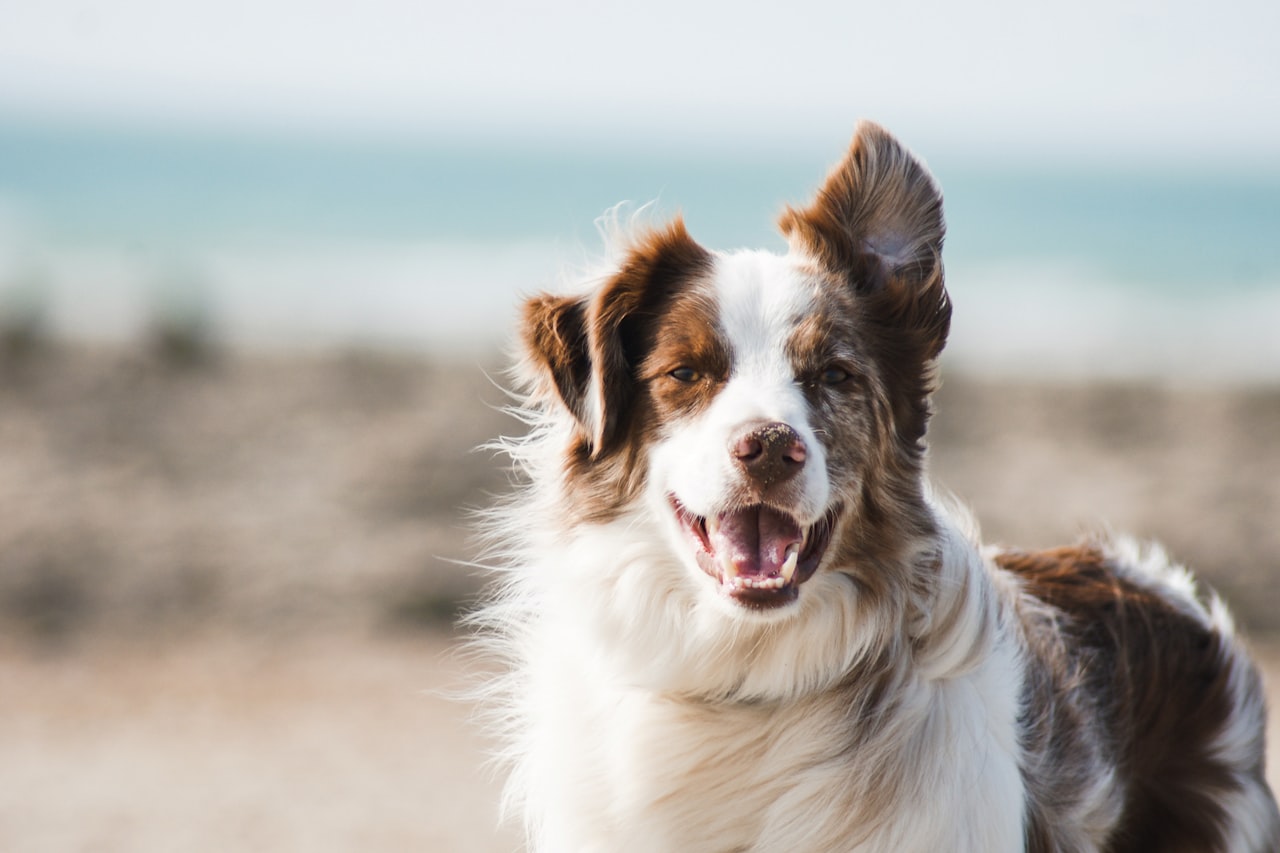 Flea & Tick Control service in Port Huron, MI