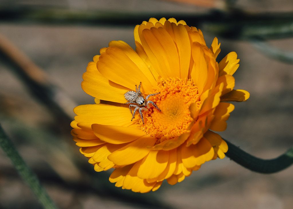 Spider Control service in Port Huron, MI